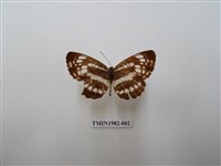 藏品(黑星環蛺蝶)的圖片